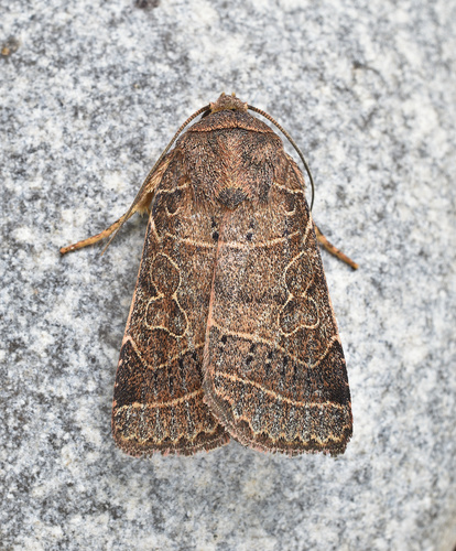 Rustic Quaker