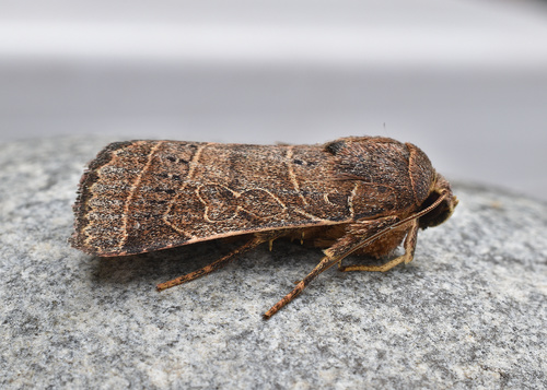 Rustic Quaker photo 3