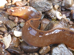 Pholis gunnellus