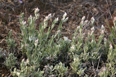 Antennaria geyeri