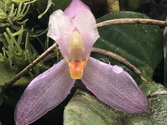 Maxillaria richii