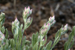 Antennaria geyeri