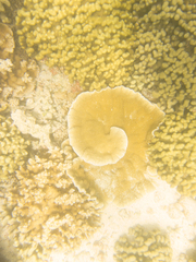 Montipora capitata