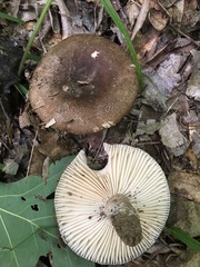 Russula eccentrica