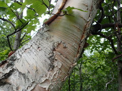 Betula papyrifera kenaica