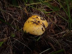Russula lutea