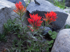 Castilleja rupicola