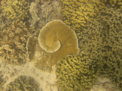 Montipora capitata