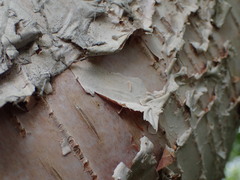 Betula papyrifera kenaica