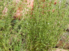 Hedeoma reverchonii serpyllifolia