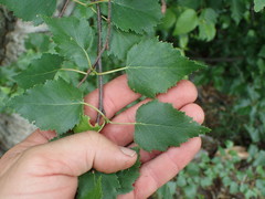 Betula papyrifera kenaica