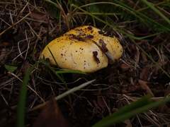 Russula lutea