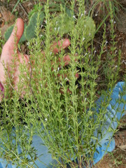 Hedeoma reverchonii serpyllifolia
