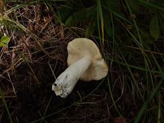 Russula lutea