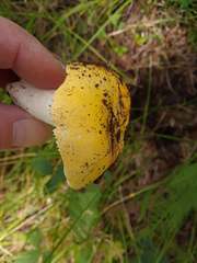 Russula lutea