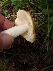 Russula lutea