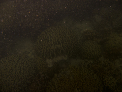 Montipora capitata
