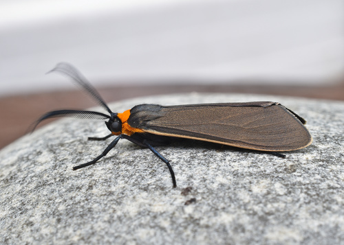 Yellow-collared Scape Moth photo 3