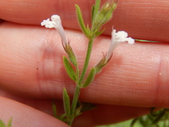 Hedeoma reverchonii serpyllifolia