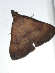 Hypenula cacuminalis