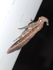 Hypenula cacuminalis