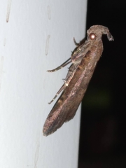 Hypenula cacuminalis