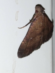 Hypenula cacuminalis