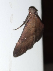 Hypenula cacuminalis