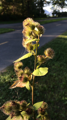 Arctium minus