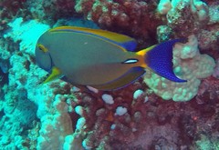 Acanthurus dussumieri