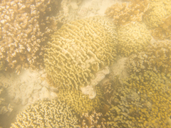 Montipora capitata