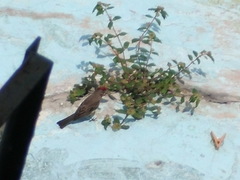 Haemorhous mexicanus