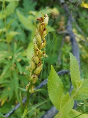 Platanthera aquilonis