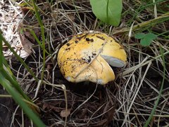 Russula lutea