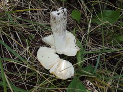 Russula lutea