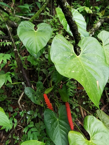 Anthurium hoffmannii image