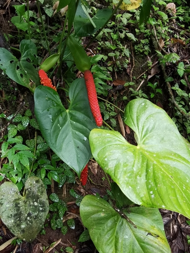 Anthurium hoffmannii, photograph 6