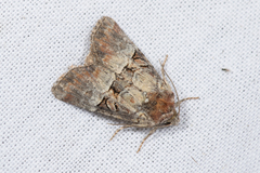 Mesoligia literosa