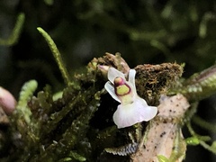 Scaphyglottis prolifera