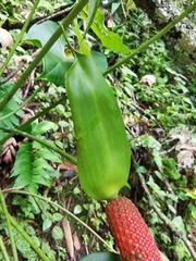 Anthurium hoffmannii