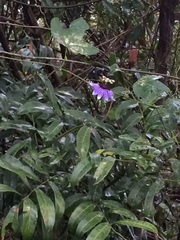 Passiflora amethystina