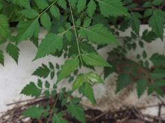 Koelreuteria elegans