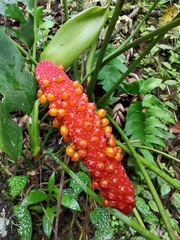 Anthurium hoffmannii