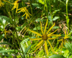 Senecio amplectens