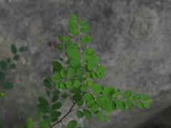 Phyllanthus tenellus
