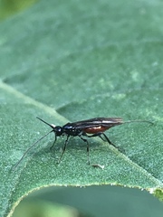 Atanycolus longicauda