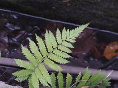 Christella parasitica