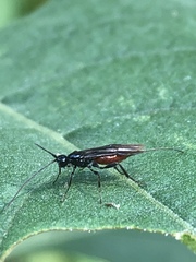 Atanycolus longicauda