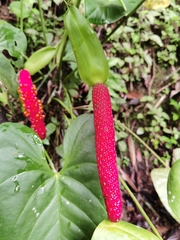 Anthurium hoffmannii