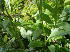 Senecio amplectens